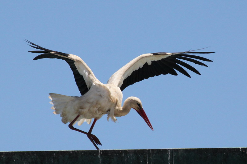 Weissstorch